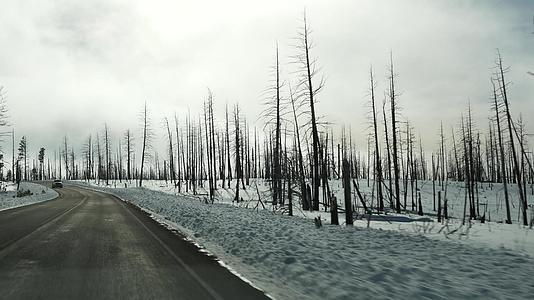 森林火灾的后果是美国燃烧的树木火灾发生后黑色干针叶林视频的预览图