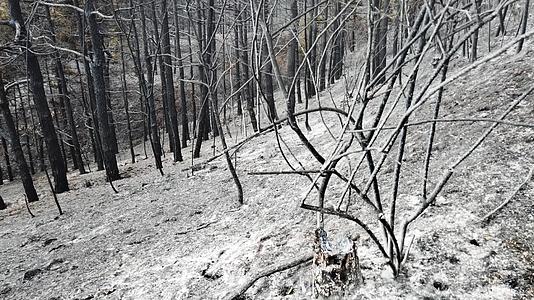木头活烧活森林火灰视频的预览图