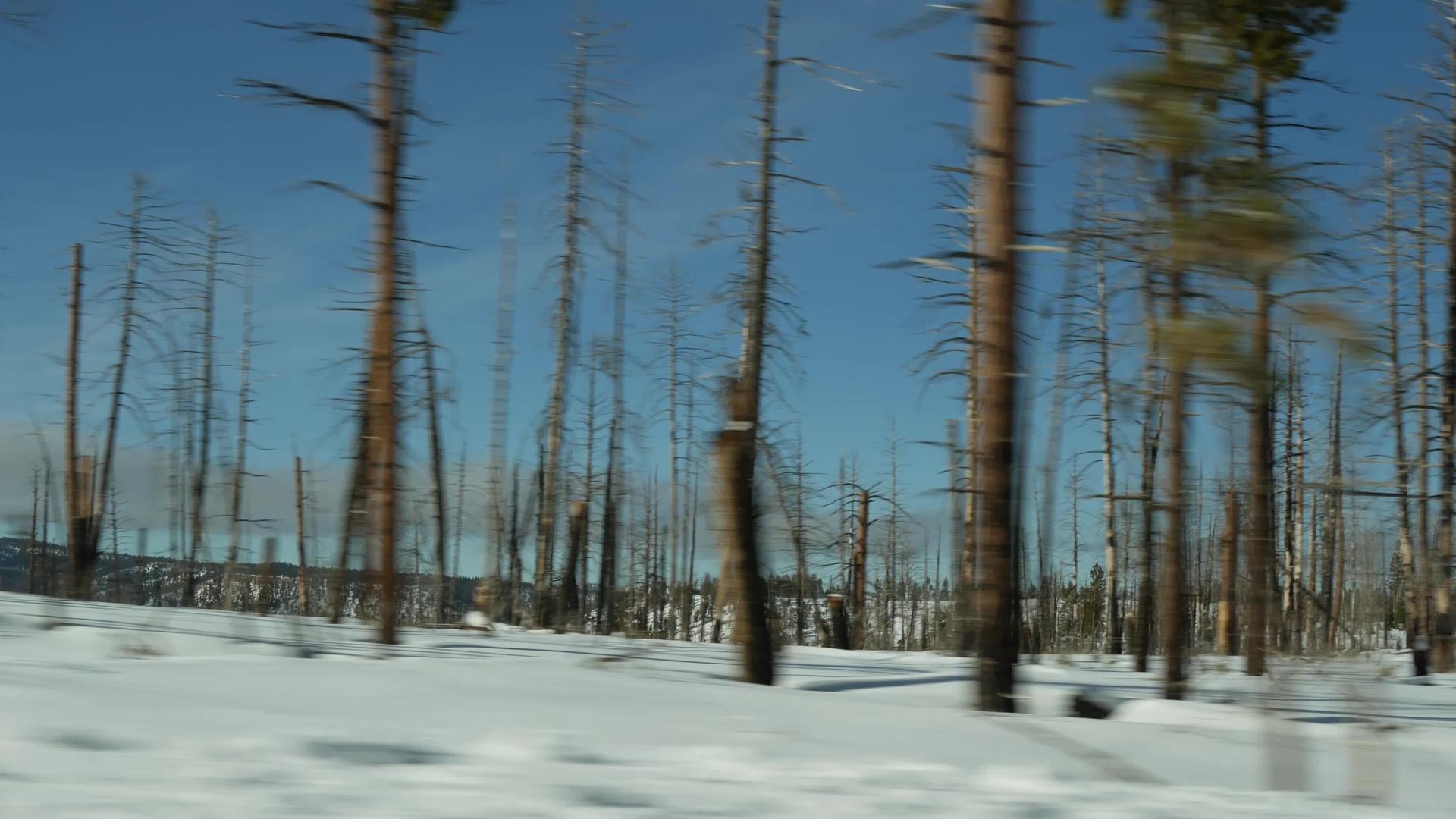 森林火灾的后果是美国燃烧的树木火灾发生后黑色干针叶林视频的预览图