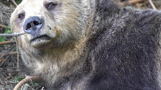 棕熊坐在树枝后面ursusarctosarctos视频的预览图