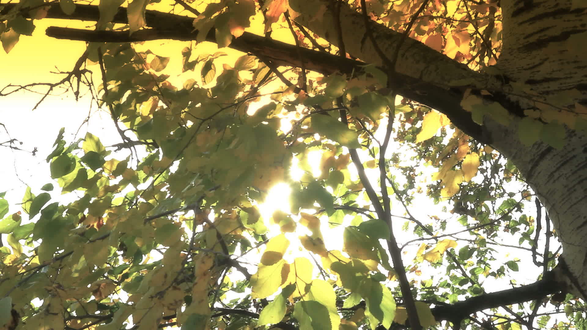 秋树上的叶子视频的预览图