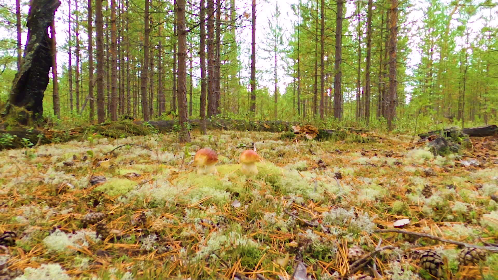 西比亚森林的蘑菇近似慢动视频的预览图