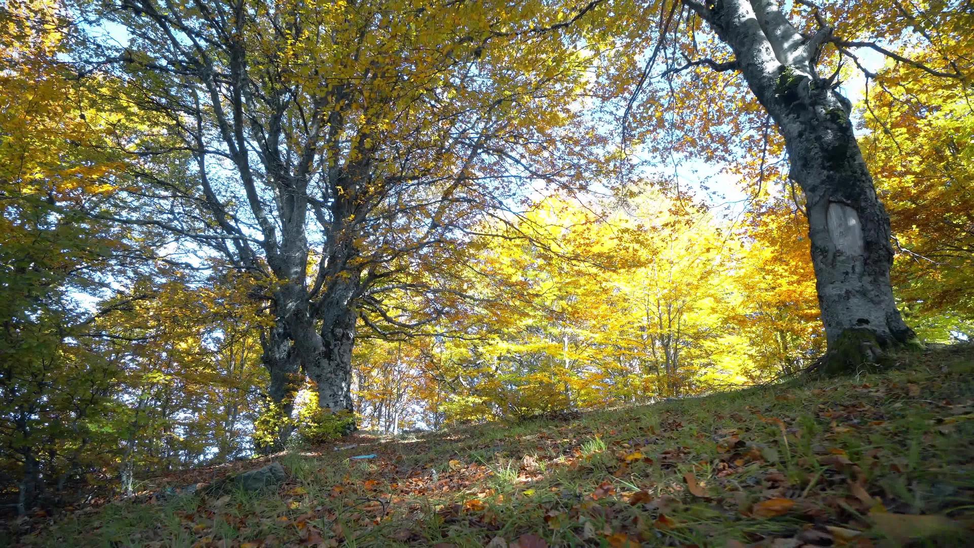 第一个视角跟踪秋天美丽的森林太阳照在树上视频的预览图