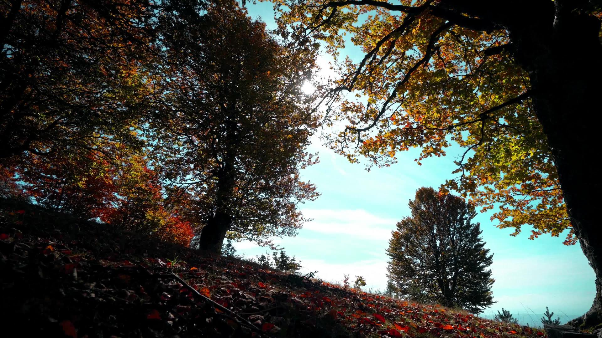 秋天一只动物在美丽的森林中移动到山上的第一个视角视频的预览图