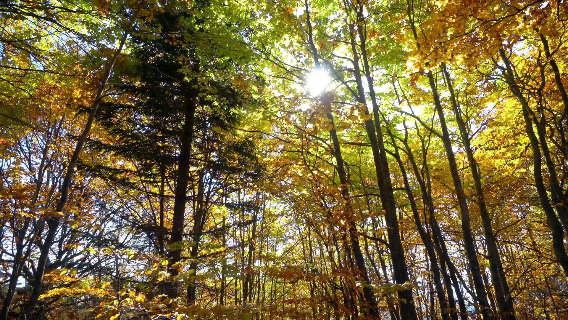 通过森林跟踪和射击秋天树木和树木的阳光穿过自然TreesBeginning视频的预览图