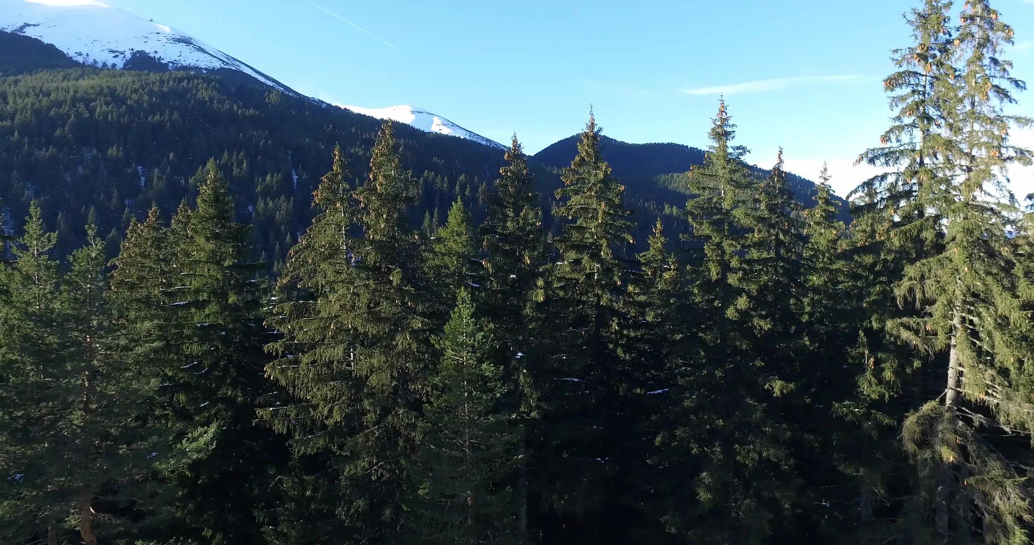 冬天无人驾驶飞机用松树射击北欧伯南森林视频的预览图