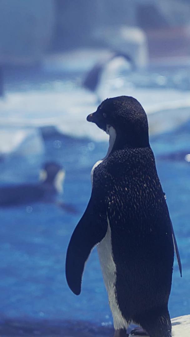 企鹅在海洋馆里视频的预览图