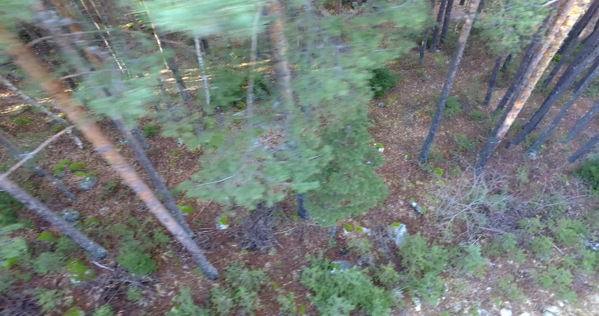 空中无人驾驶飞机观看松树森林飞行视频的预览图