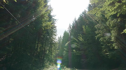 自然美丽的树木和阳光照亮了大自然视频的预览图