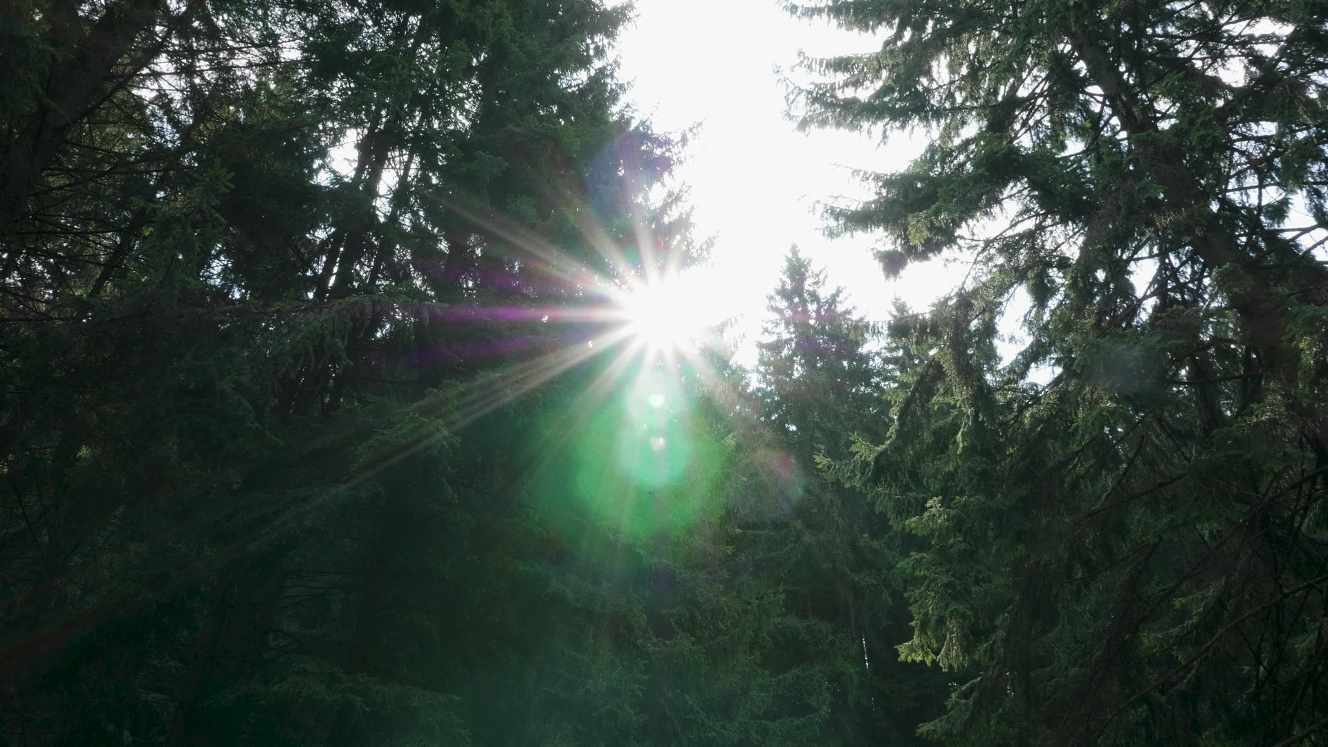 野生松林中有明亮的阳光视频的预览图