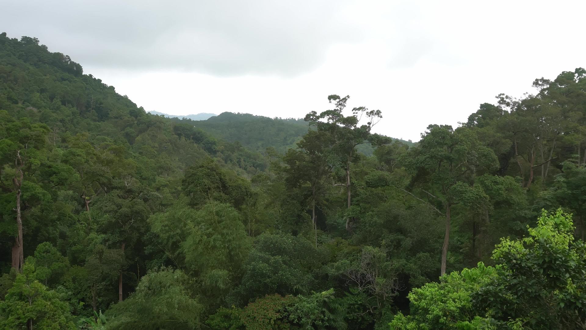 云中绿林视频的预览图