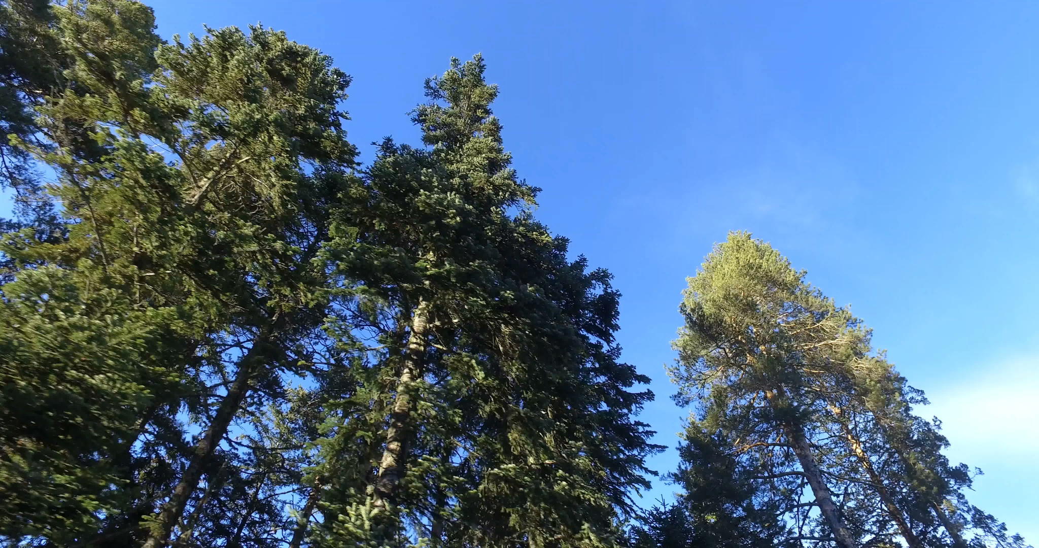 在高高的红木松树下向蓝天移动视频的预览图