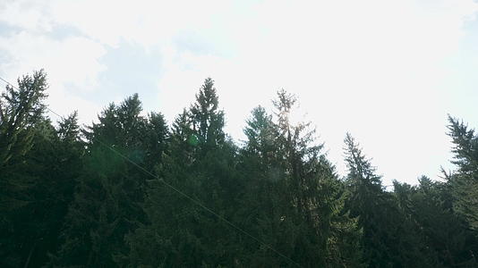 在美丽的绿色树木之间有太阳视频的预览图