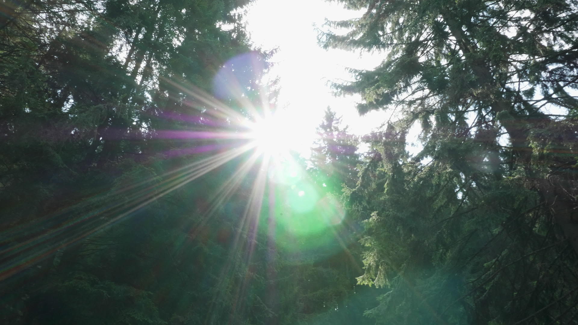 树枝间美丽的阳光视频的预览图