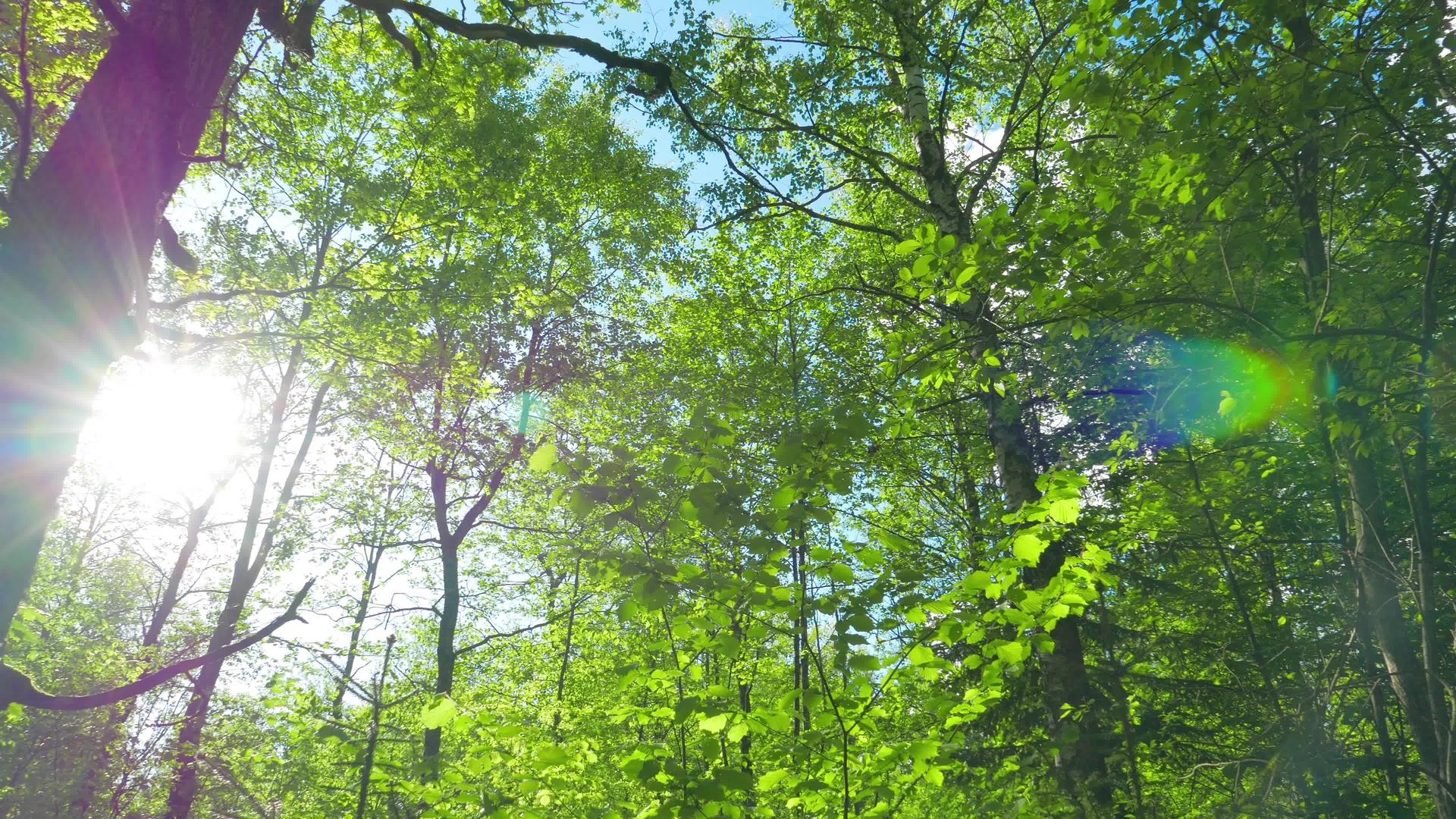 全景绿橡树林视频的预览图