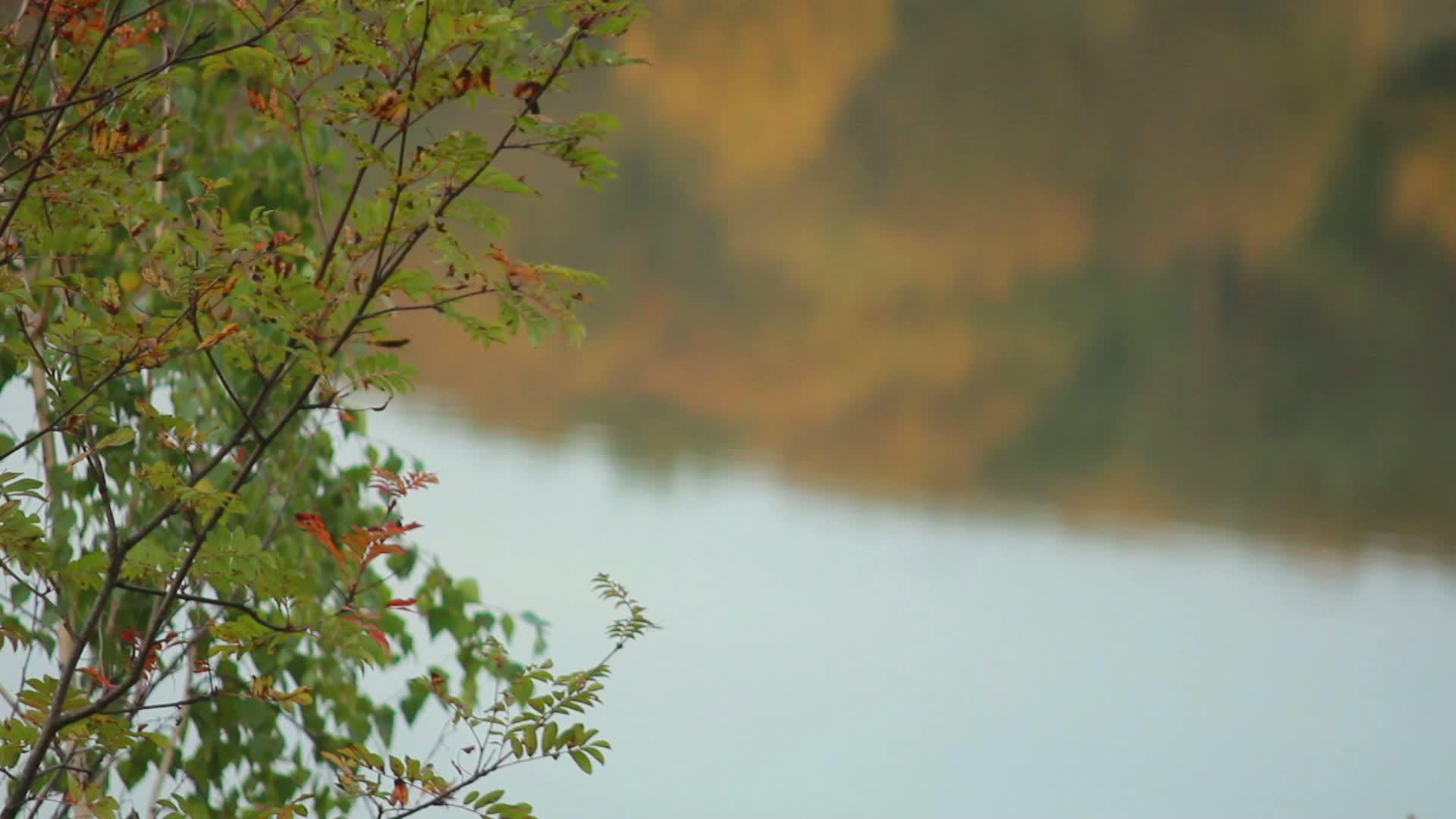 秋季森林河视频的预览图