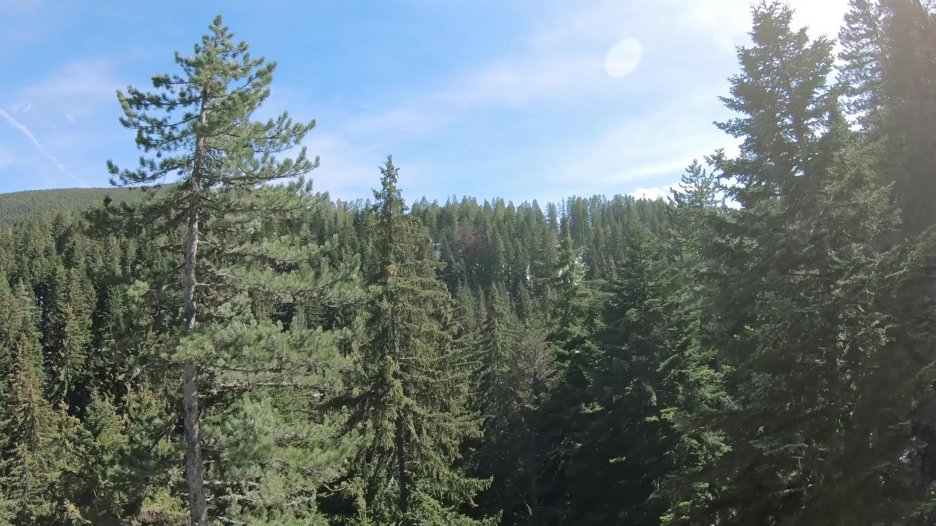 松树在阳光明媚的白天山林树顶上视频的预览图