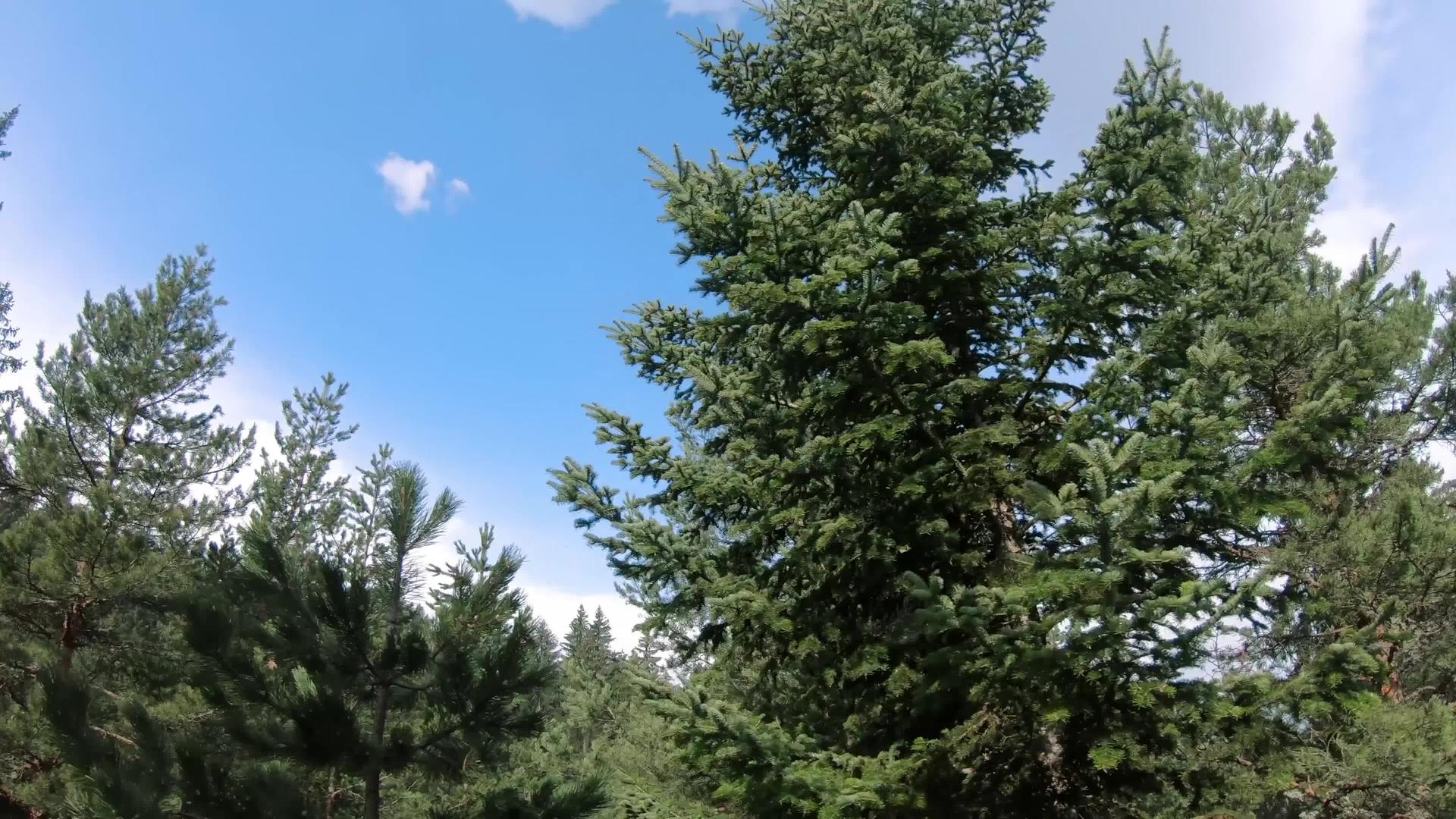 在阳光明媚的白天在松树林沿线飞行无人驾驶飞机视频的预览图
