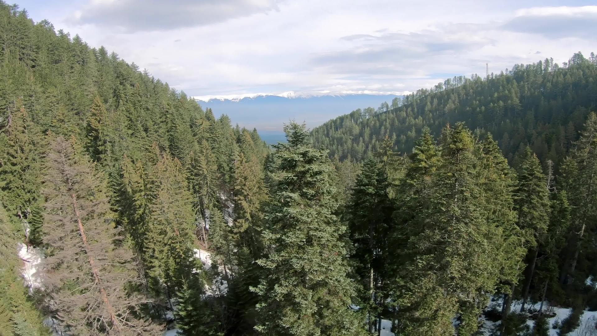 高山松树在密集的空气中视频的预览图