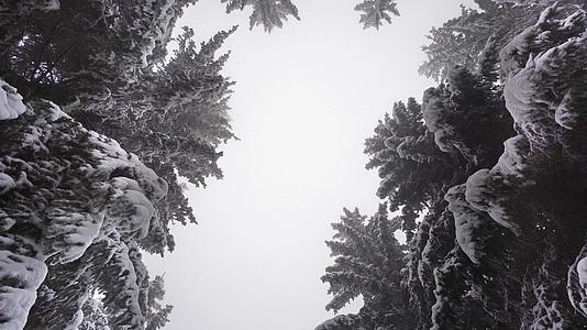 冬天开车在巨大的森林松树和大林松树下行走的第一个视角视频的预览图
