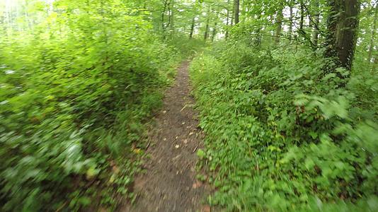 夏天在德国的绿色潮湿的森林里奔跑视频的预览图