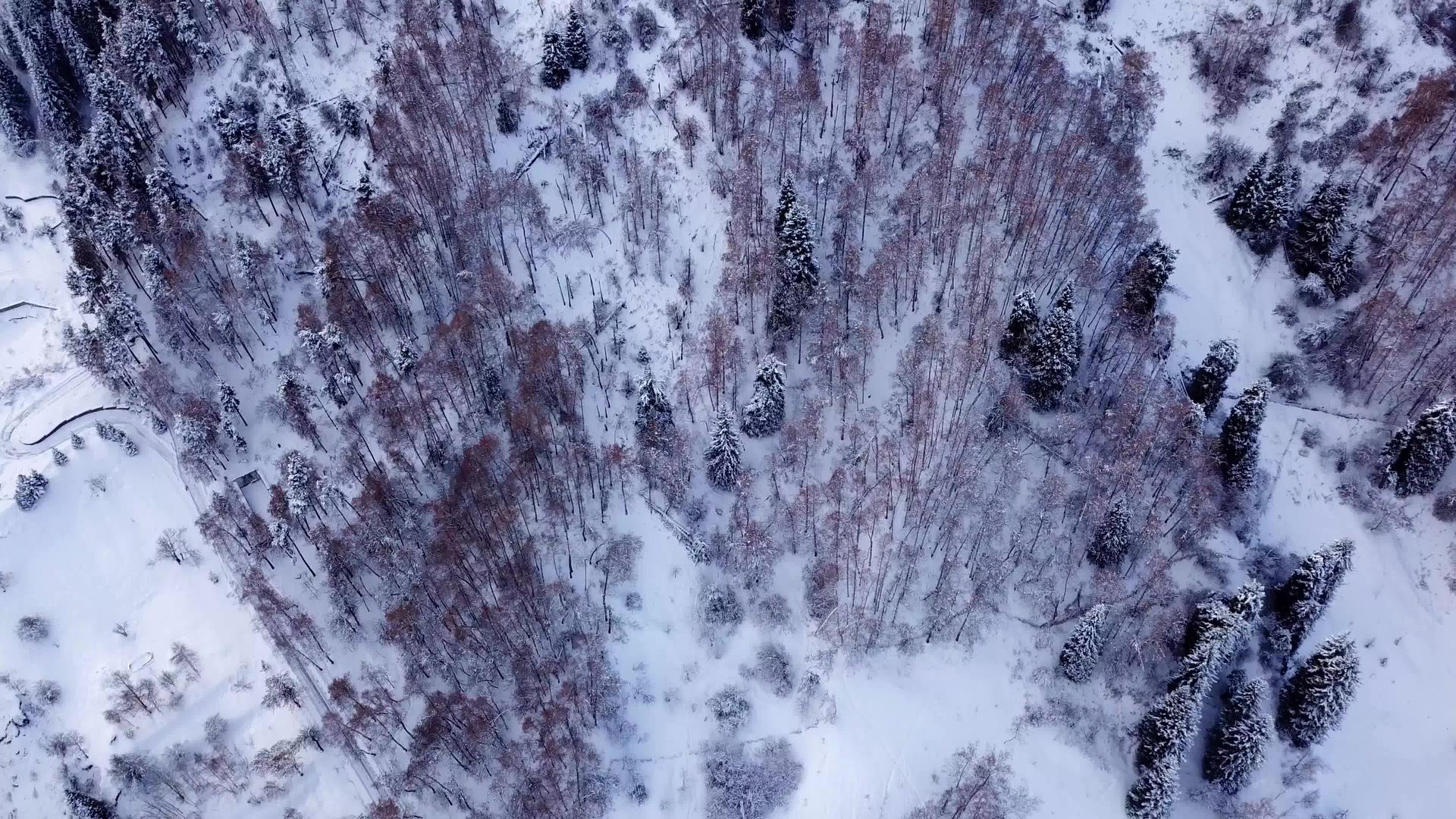 冬季森林和高山下雪视频的预览图