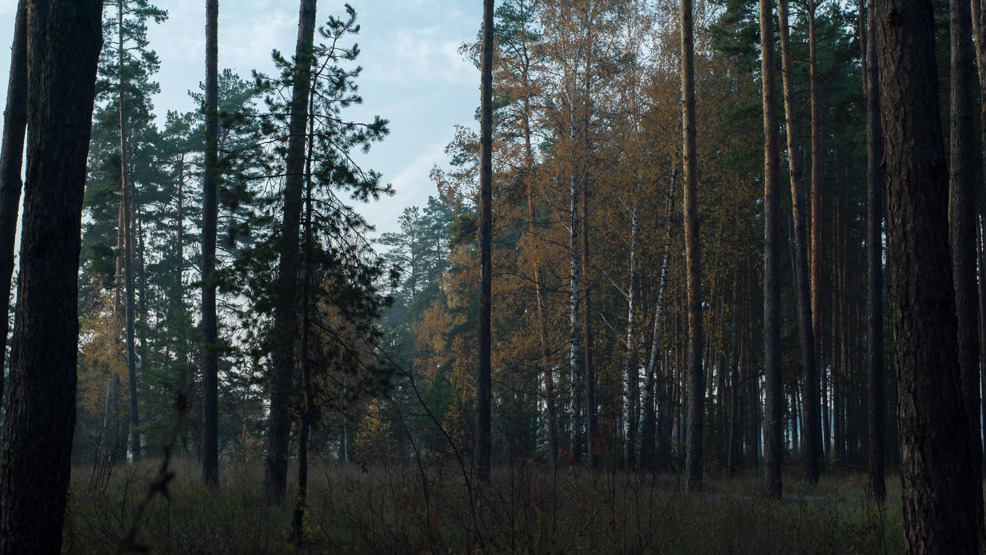 秋林中黎明的时空视频的预览图