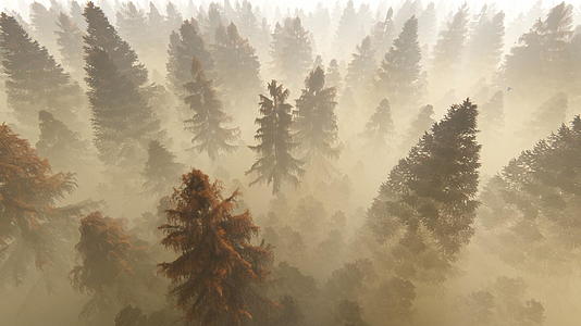 早晨4公里飞过秋天的松树对抗浓雾视频的预览图