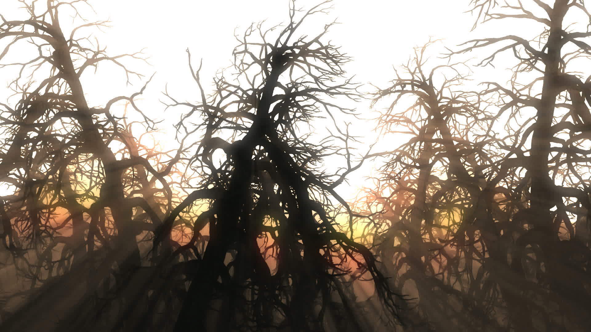太阳照耀着干枯的树林视频的预览图
