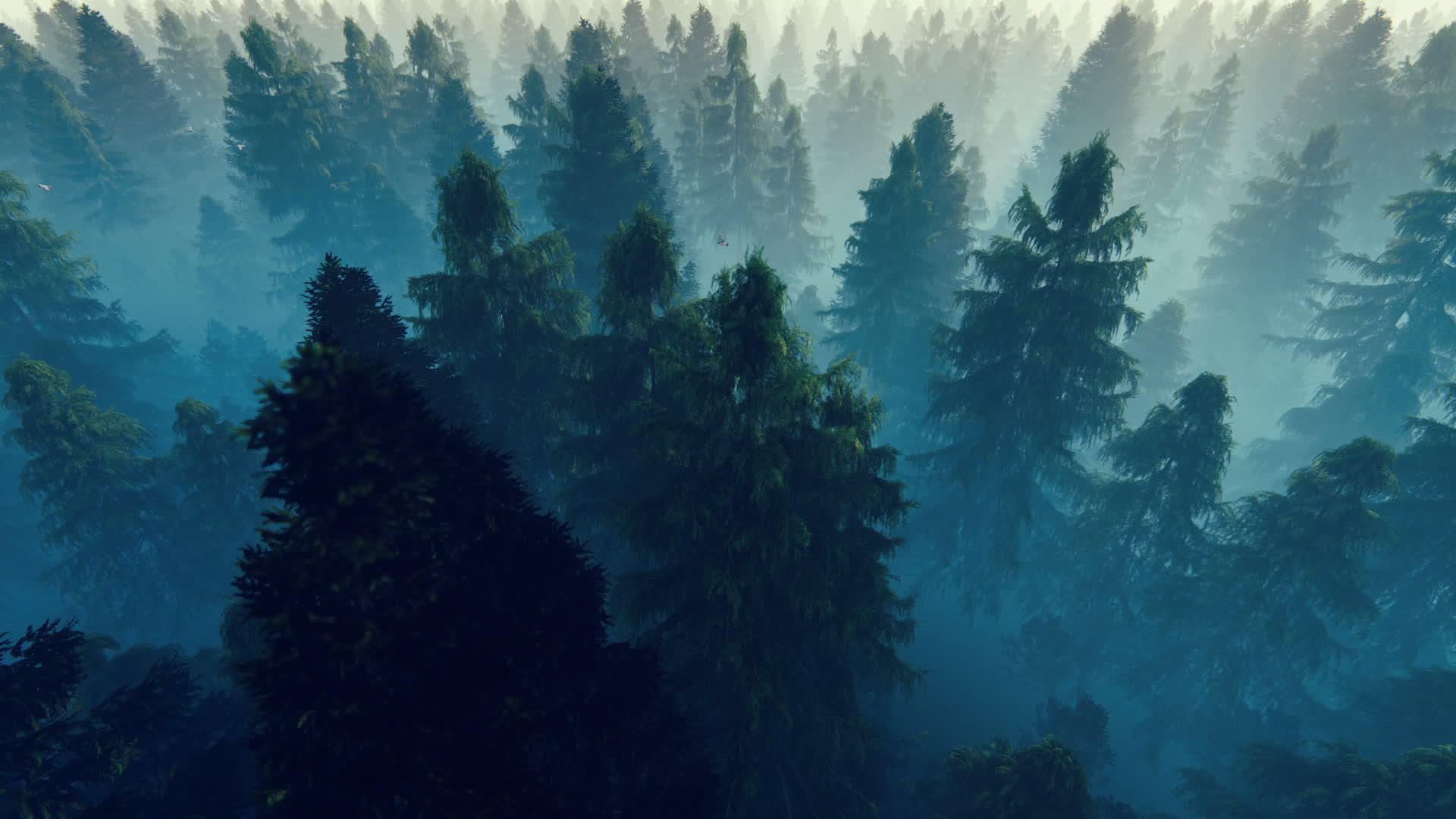 晨雾弥漫在松林上空hd视频的预览图