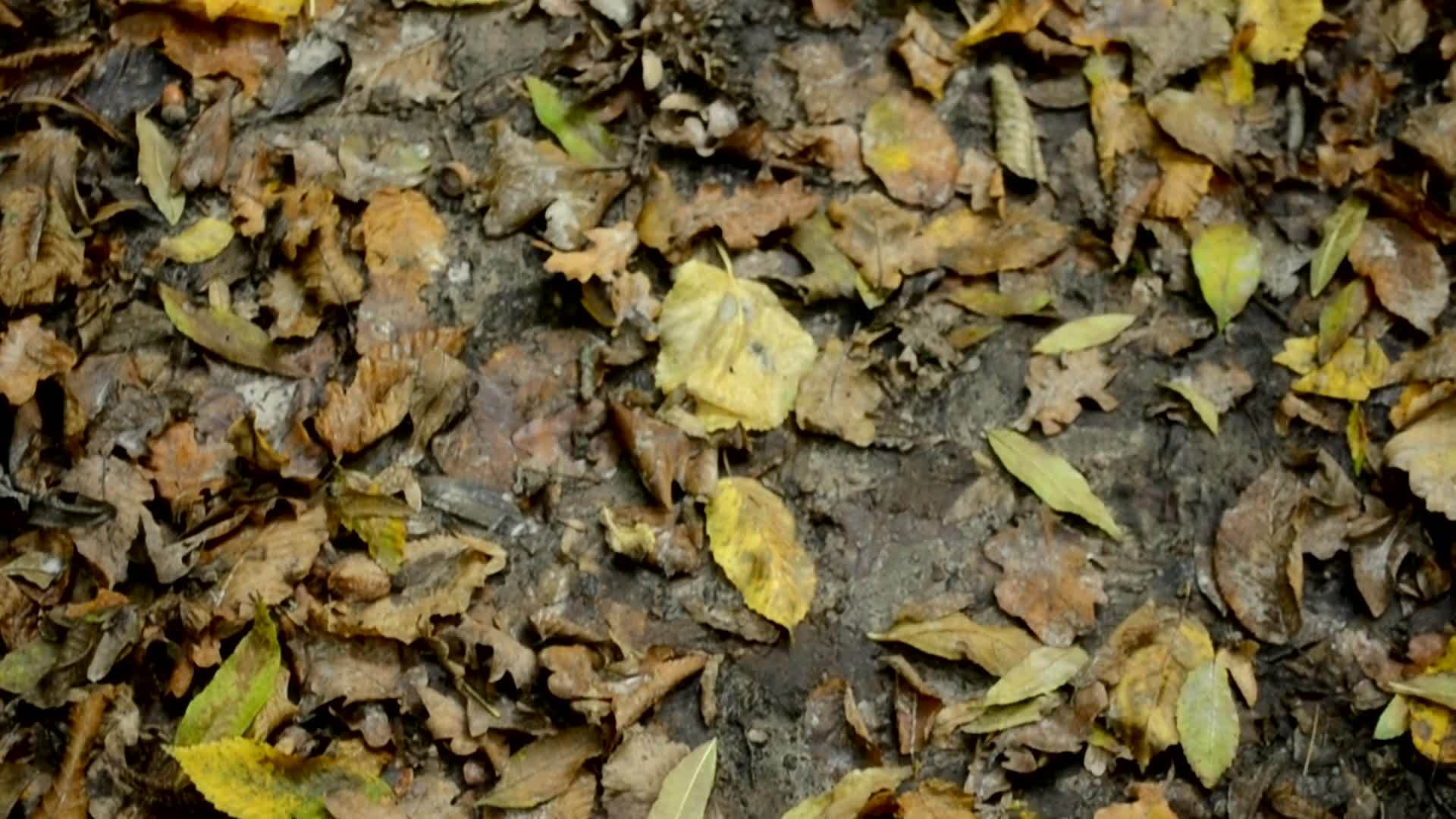 走在森林里满是五颜六色的秋叶穿过阳光明媚的秋天视频的预览图