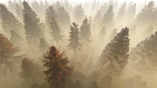 秋天飞过松林抵御浓雾和清晨的阳光视频的预览图
