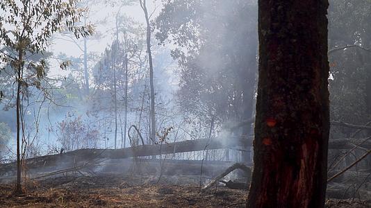 雨林火灾是由人类引起的视频的预览图