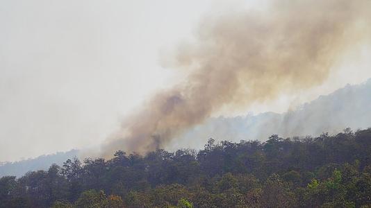 人类正在引起森林火灾和火灾视频的预览图