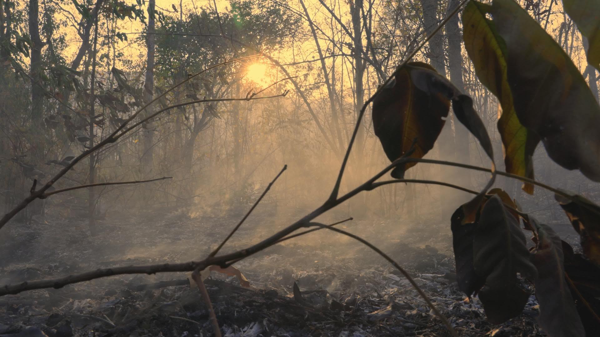 火灾后森林被火灾严重破坏视频的预览图