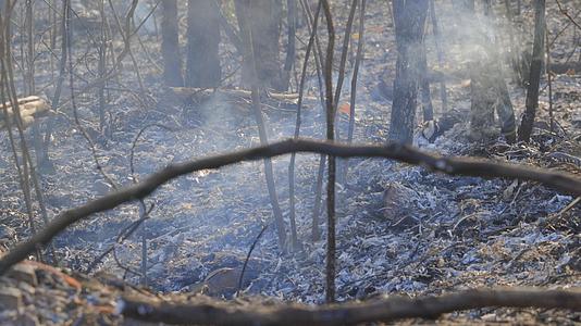 火灾后森林被火灾严重破坏视频的预览图