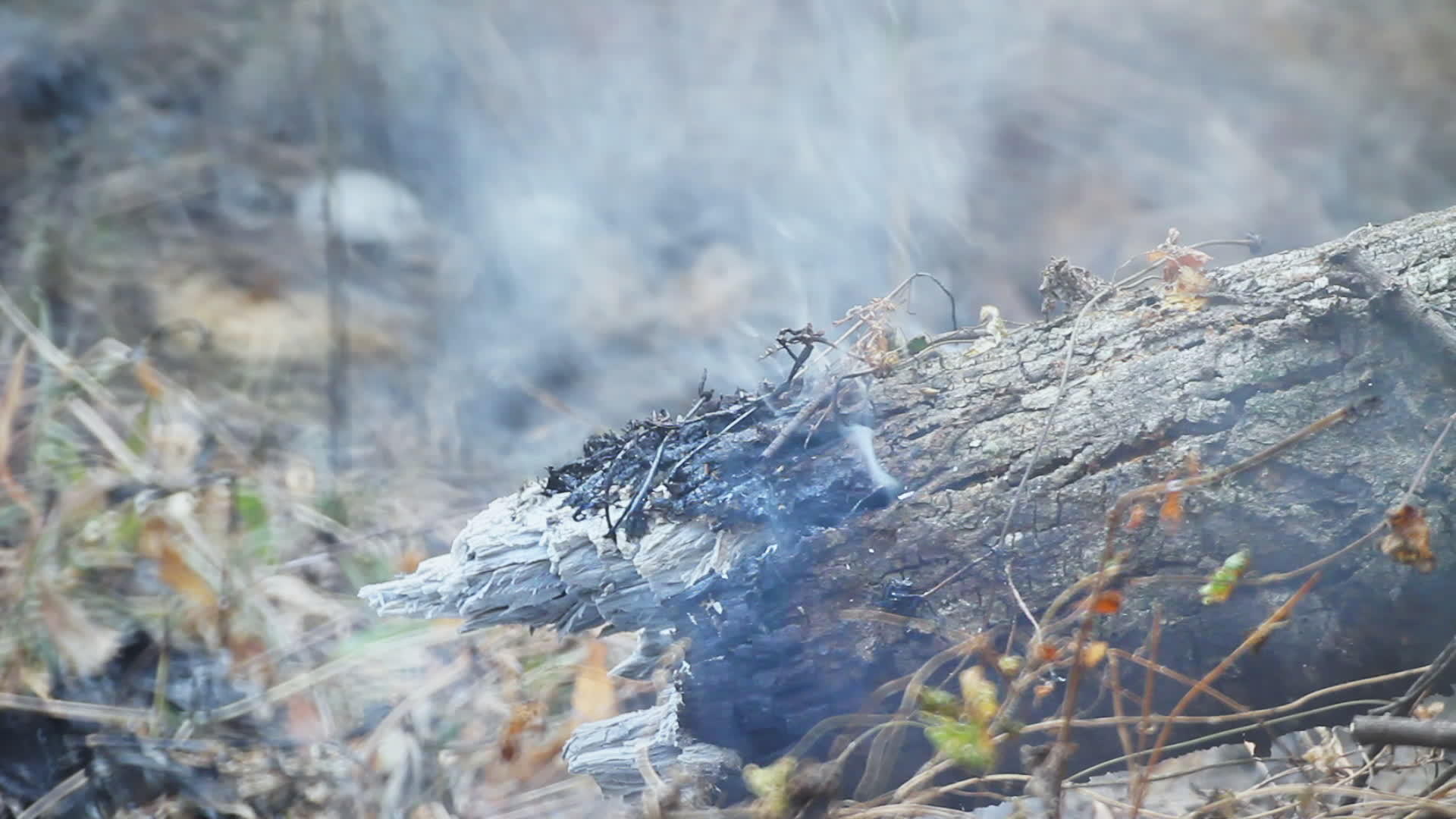 森林火灾后人类引起的火灾烧伤视频的预览图