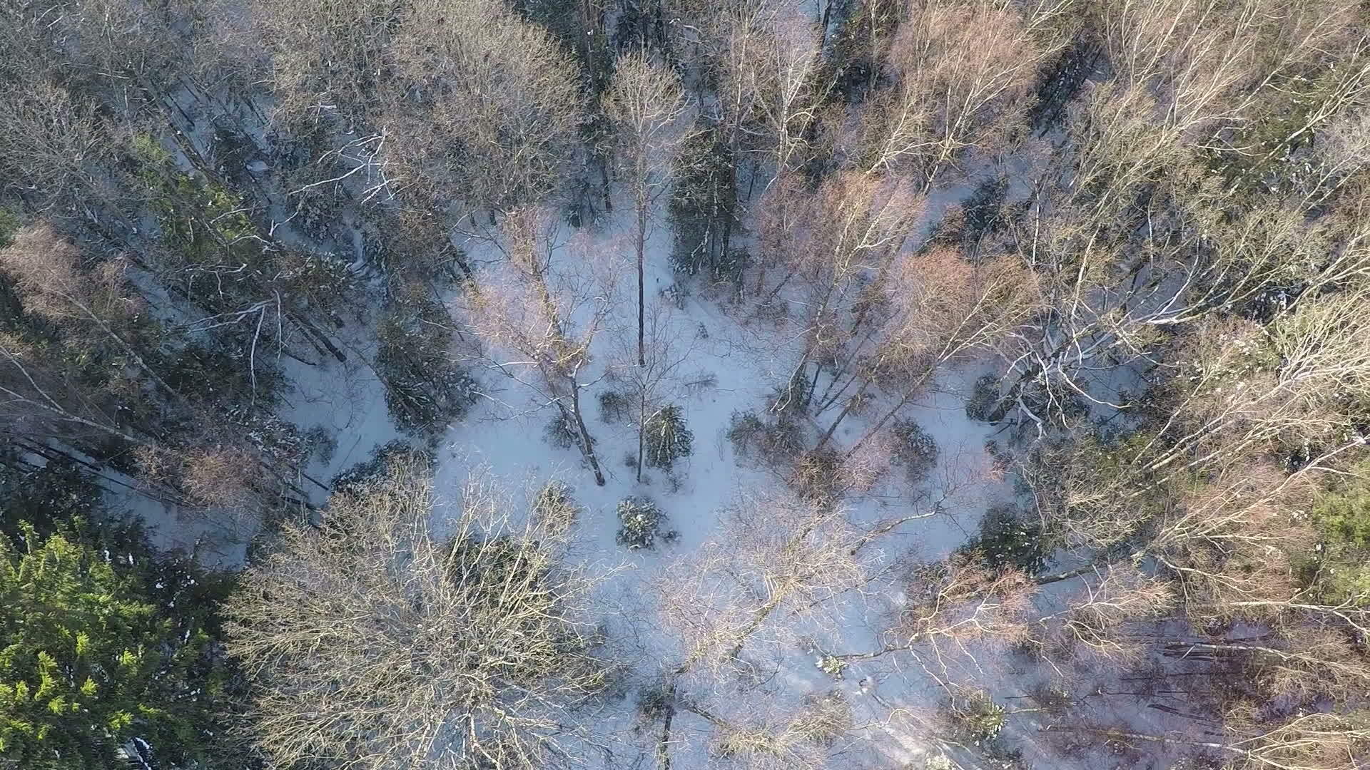 飞过树枝在冬树上砍树视频的预览图