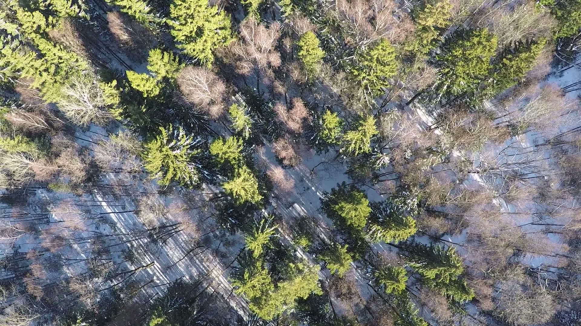 冬季森林空中fir树和露的birches视频的预览图