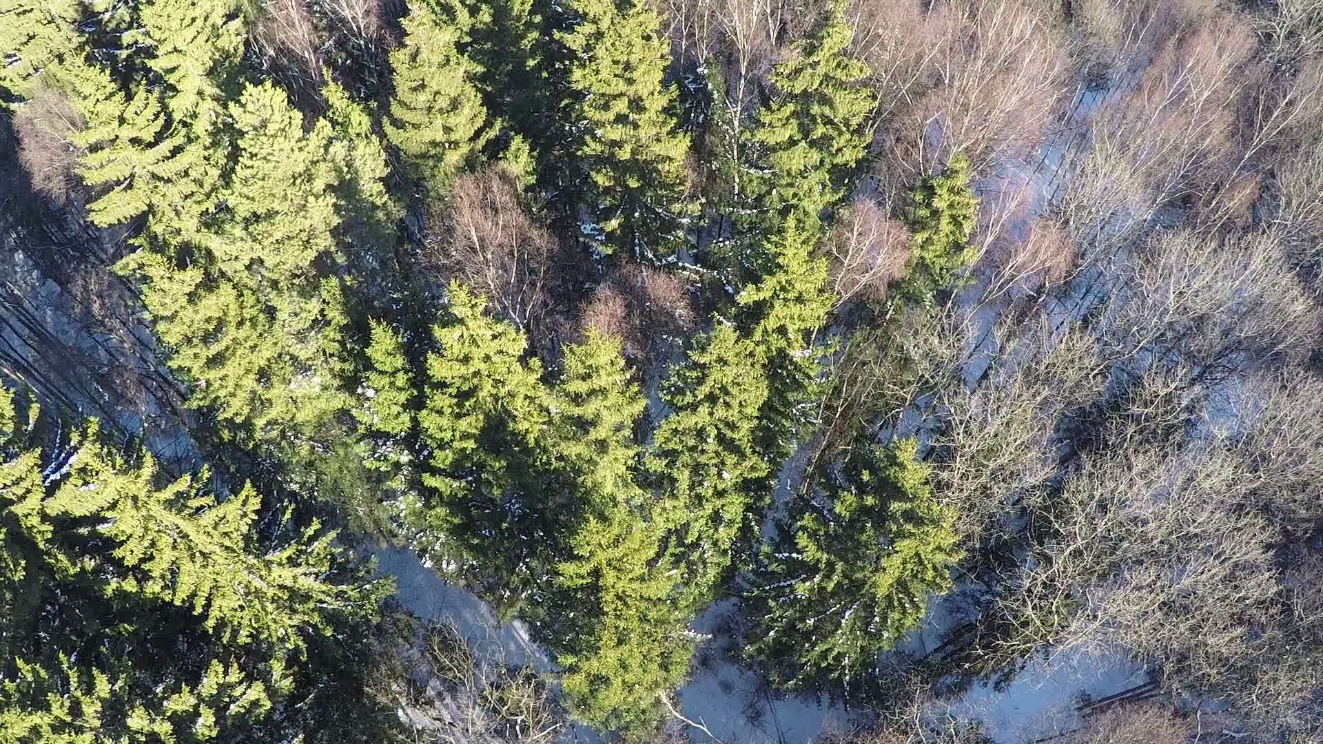 冬季森林有森林、山林和海林视频的预览图
