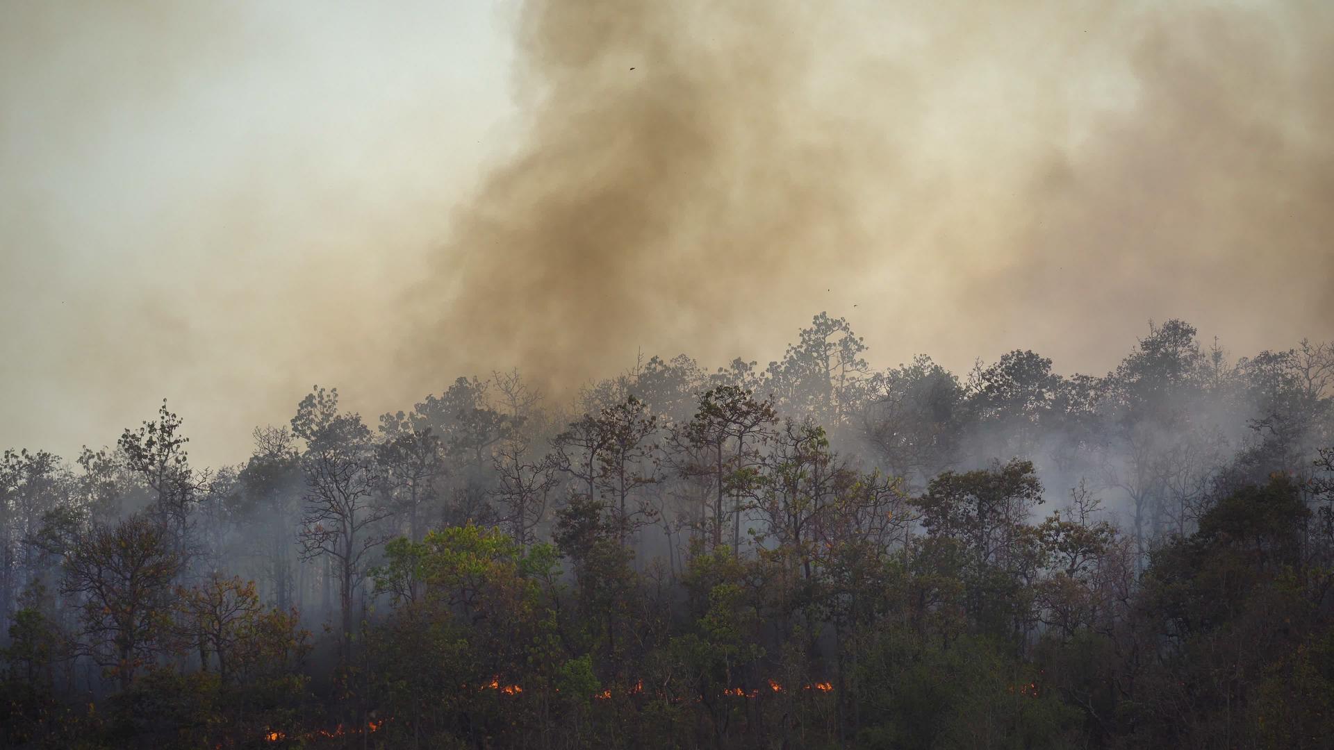 森林火灾是由人类引起的视频的预览图