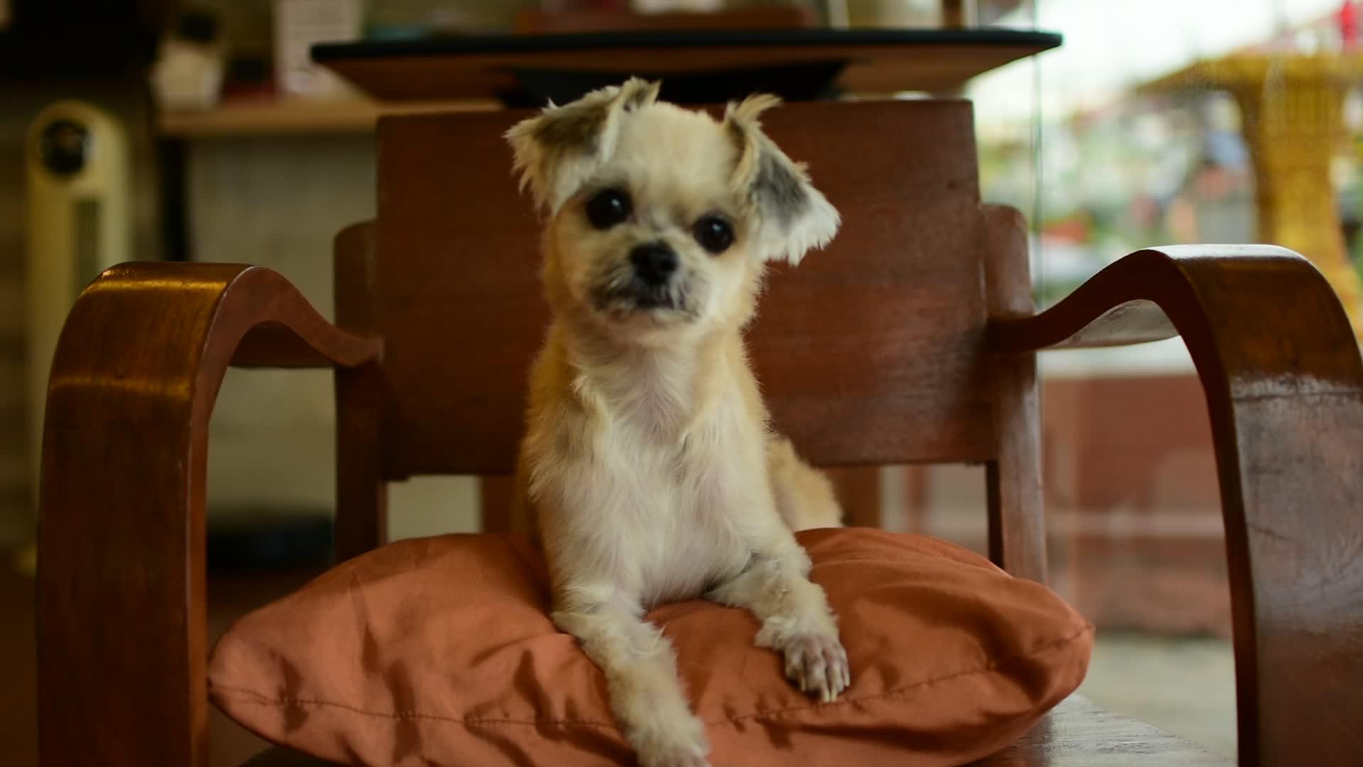 椅子上的狗太可爱了视频的预览图
