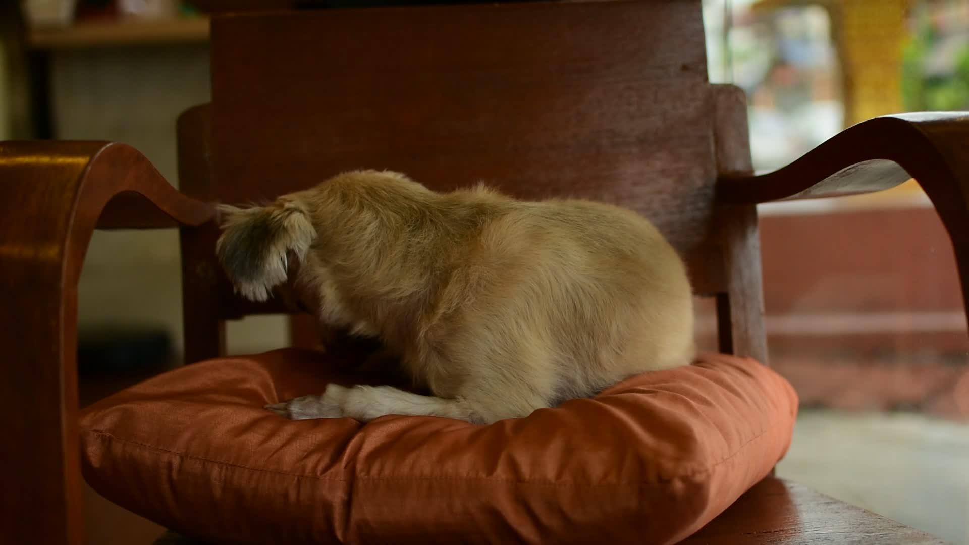 椅子上的狗太可爱了视频的预览图