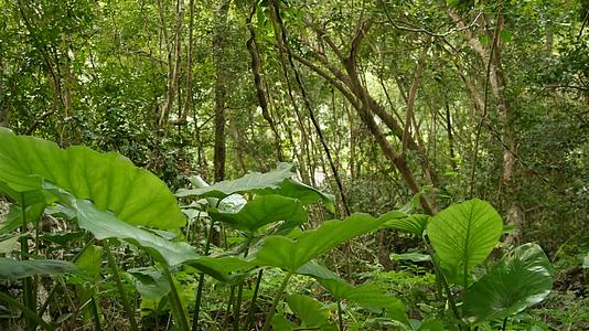 丛林中的绿色植物在阳光明媚的日子里生长在树林里视频的预览图