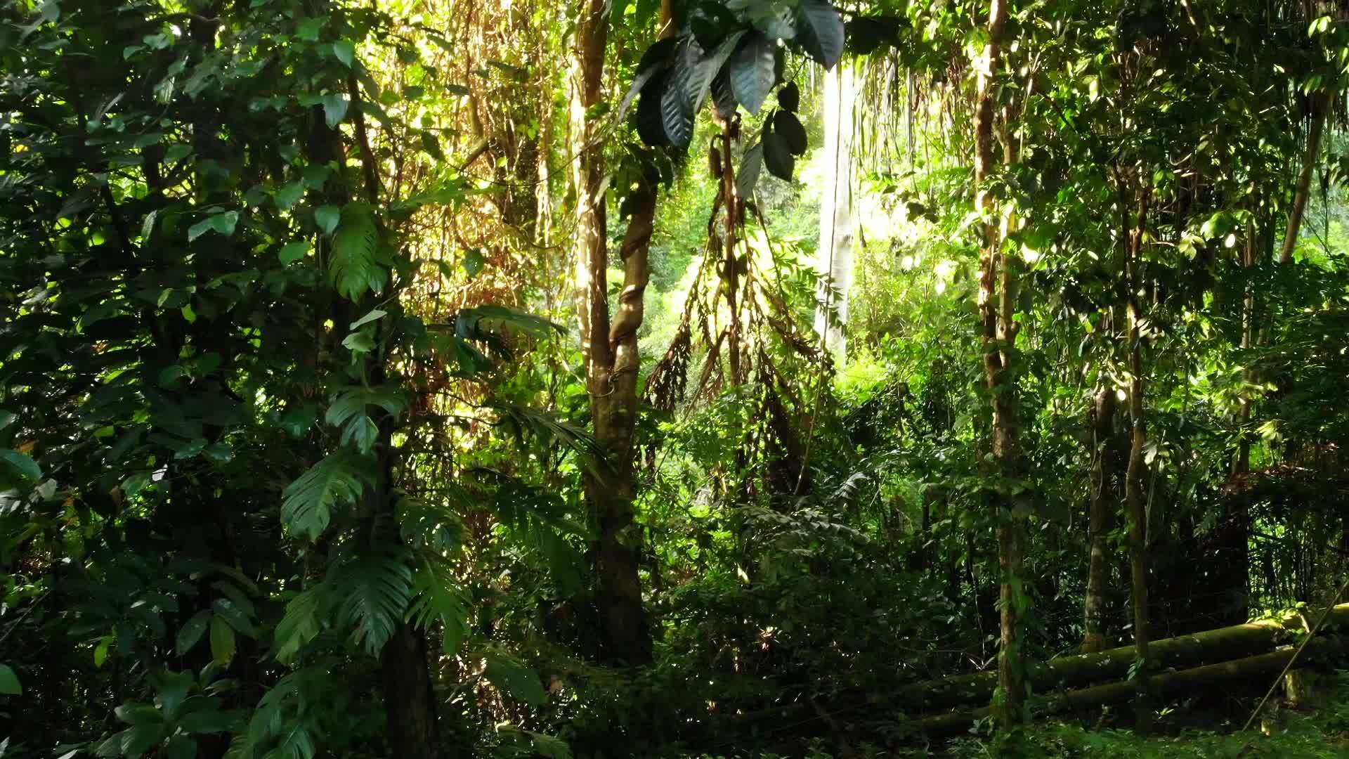 丛林中的绿色植物在阳光明媚的日子里生长在树林里视频的预览图