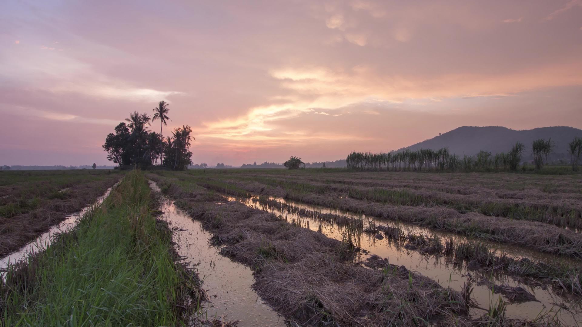美丽的日落时间在马来西亚的稻田里视频的预览图