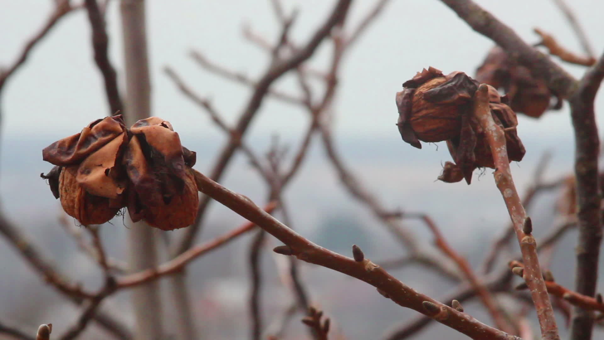 秋秋胡桃树视频的预览图
