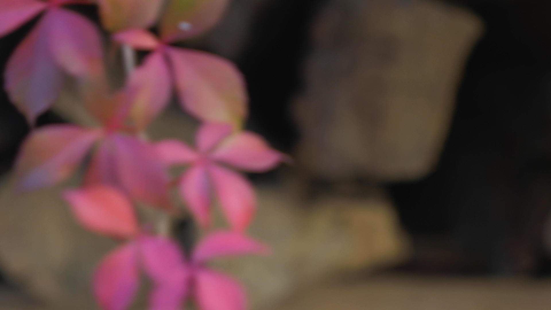明亮的秋光植物叶子视频的预览图
