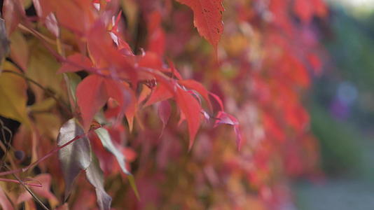 红秋树叶视频的预览图