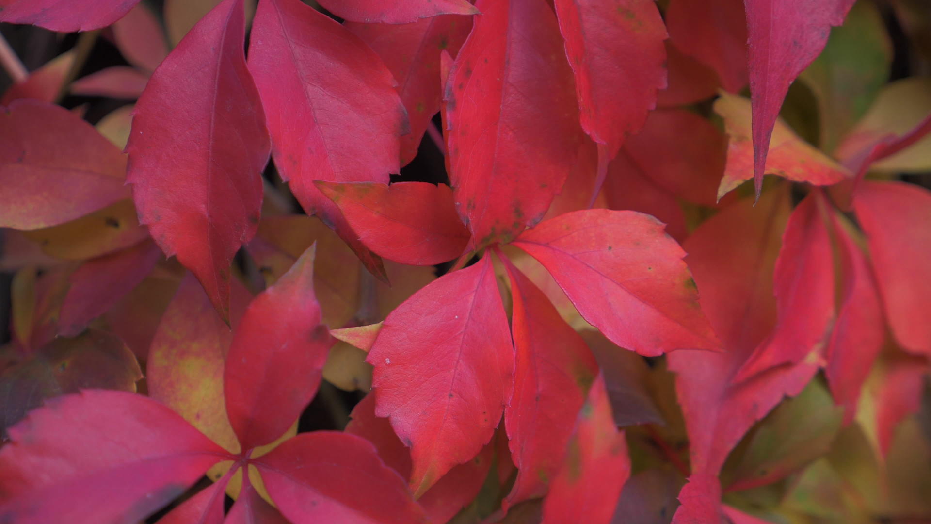 红秋树叶视频的预览图